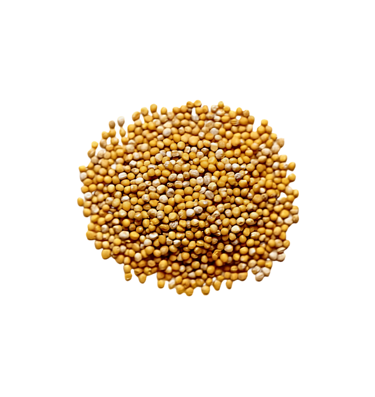 mustard-seed.png mustard seed