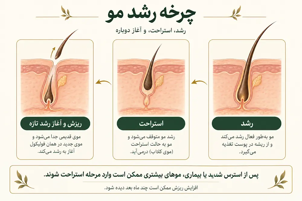 تفاوت ریزش طبیعی مو با شکستگی و آسیب ساقه مو